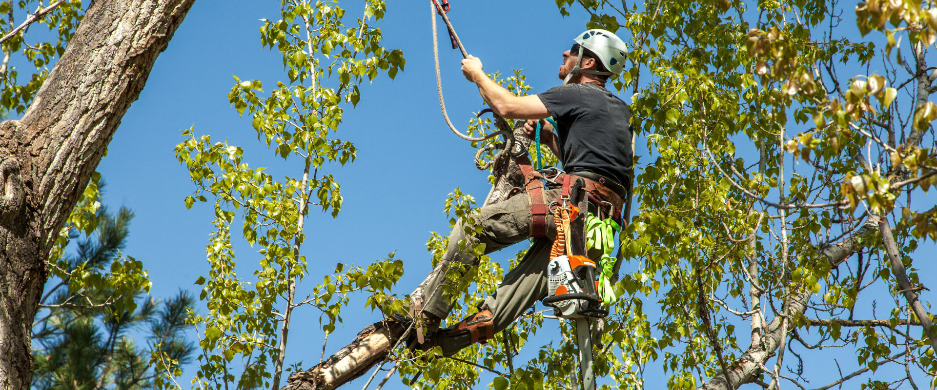 What qualification does a tree surgeon need?