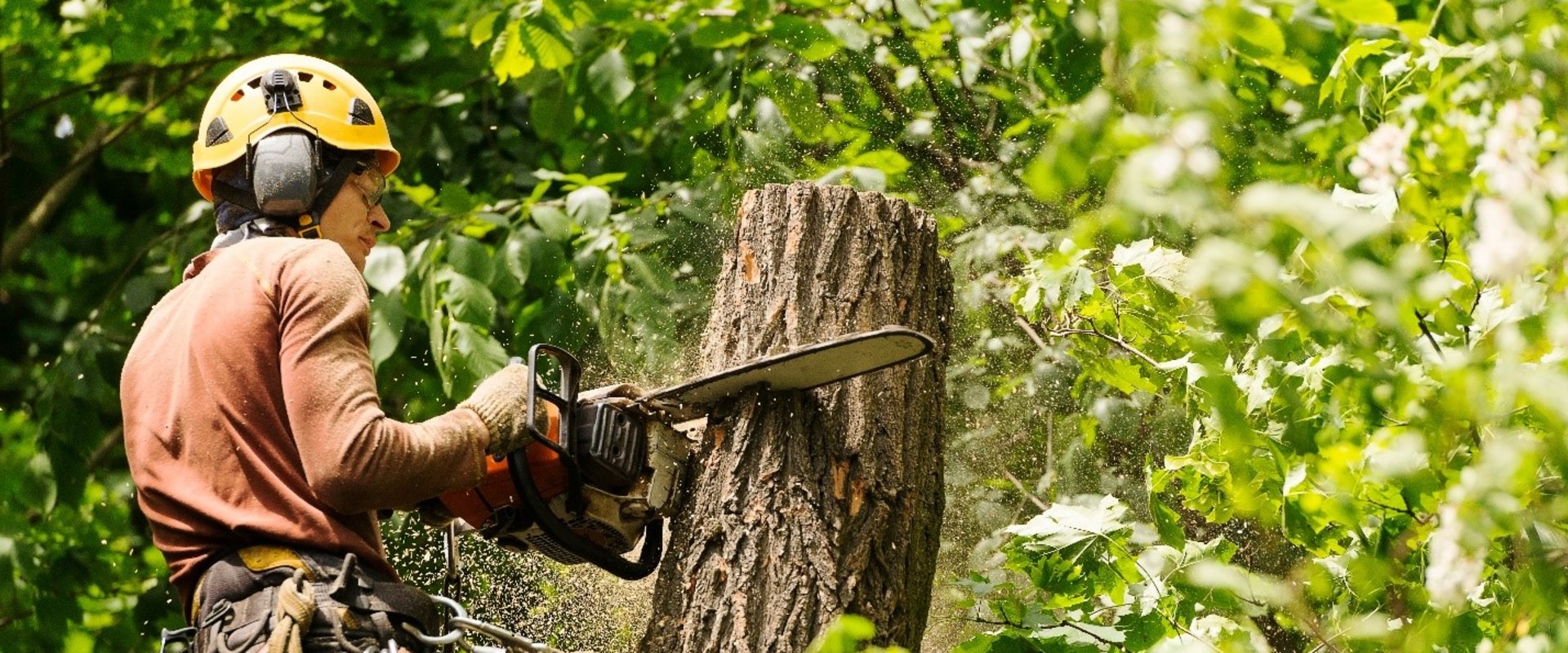 What is the difference between a horticulturist and an arborist?