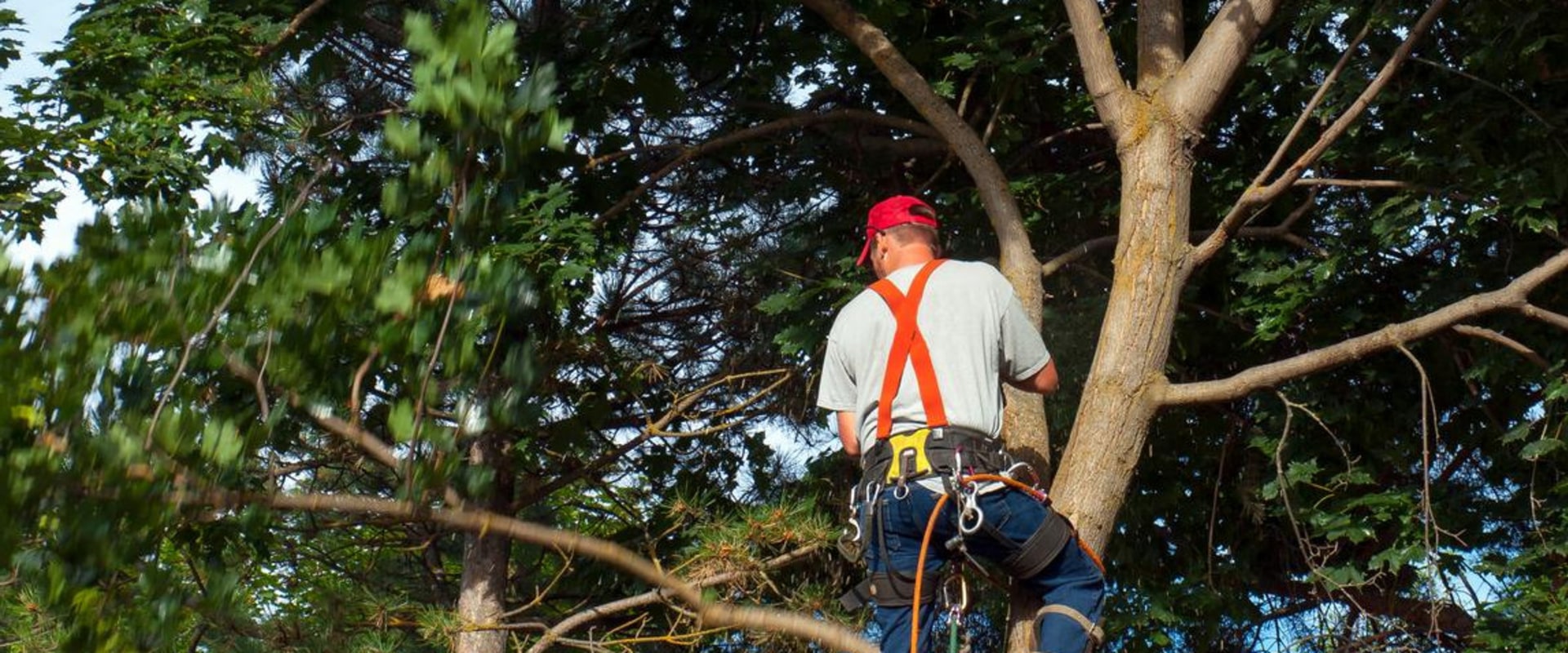 What is the job of a tree surgeon?