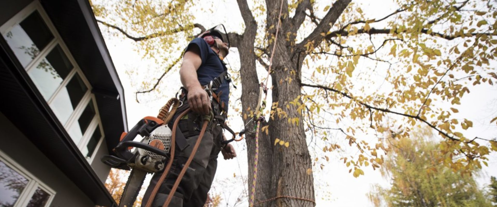 What is a professional tree feller called?