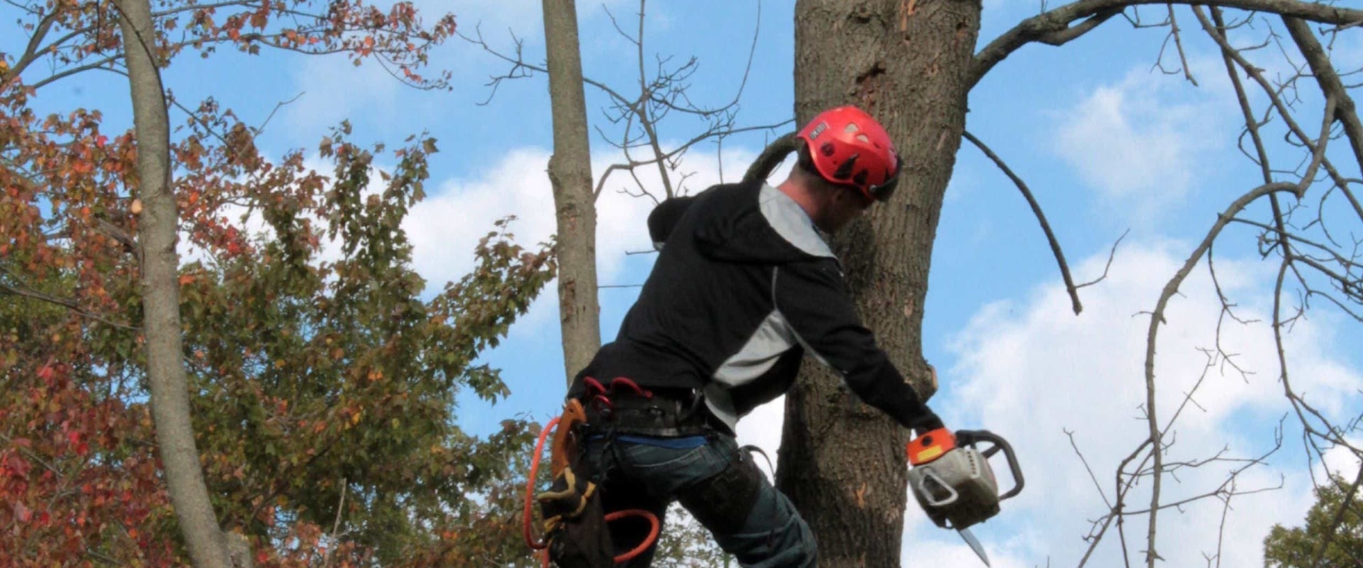 What are the duties of an arborist?