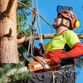 Why would you need a tree surgeon?