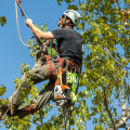 What qualification does a tree surgeon need?