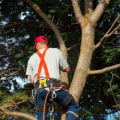 Is there such thing as a tree surgeon?
