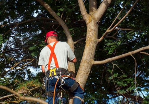 What is the job of a tree surgeon?