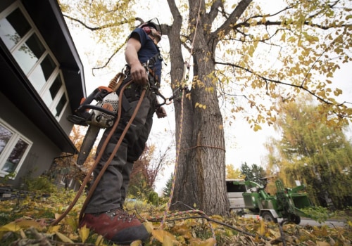 What is a professional tree feller called?