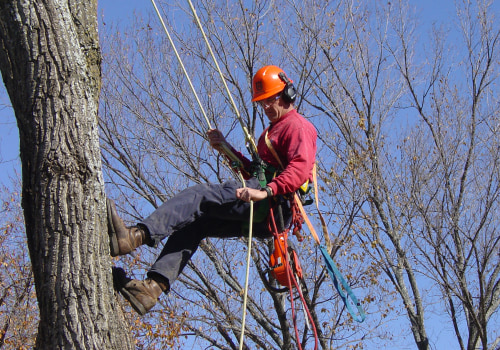 Can i make a living as an arborist?